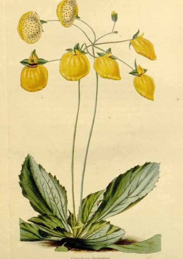 Reproducción/Reproduction 48783168396: The botanical cabinet. London :John & Arthur Arch ...,1817-1833.. 