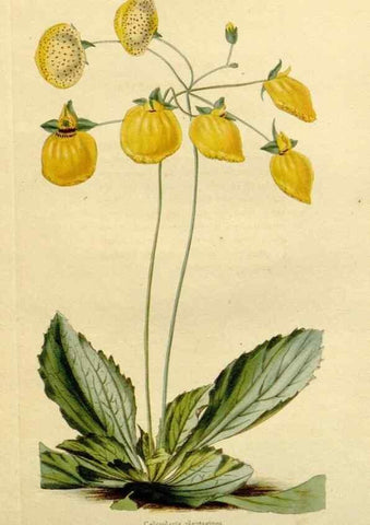 Reproducción/Reproduction 48783168396: The botanical cabinet. London :John & Arthur Arch ...,1817-1833.. 