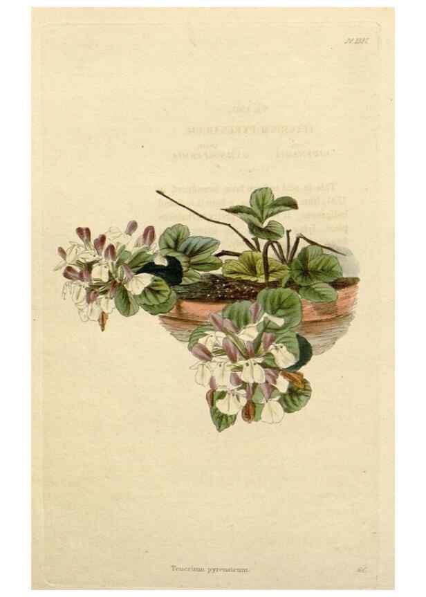 Reproducción/Reproduction 48782734163: The botanical cabinet. London :John & Arthur Arch ...,1817-1833.. 