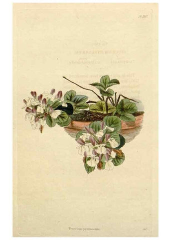 Reproducción/Reproduction 48782734163: The botanical cabinet. London :John & Arthur Arch ...,1817-1833.. 