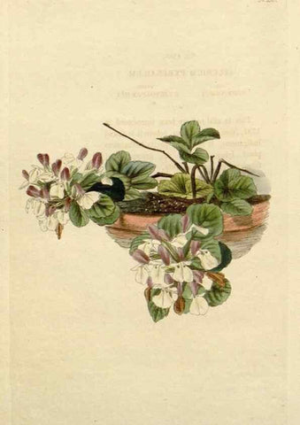 Reproducción/Reproduction 48782734163: The botanical cabinet. London :John & Arthur Arch ...,1817-1833.. 