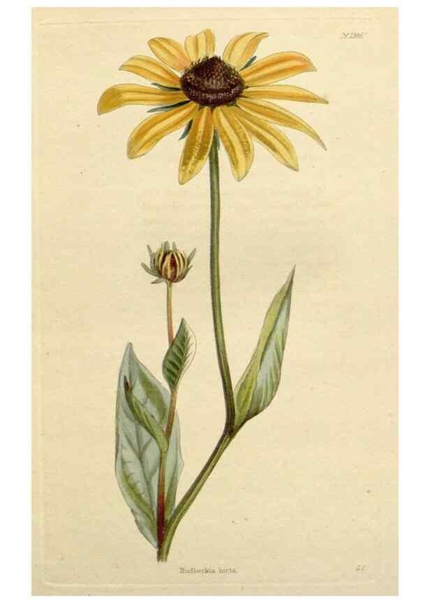 Reproducción/Reproduction 48783264967: The botanical cabinet. London :John & Arthur Arch ...,1817-1833.. 