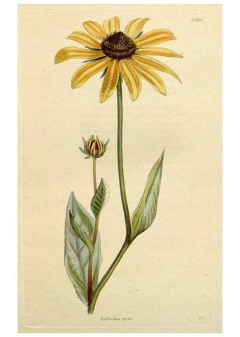 Reproducción/Reproduction 48783264967: The botanical cabinet. London :John & Arthur Arch ...,1817-1833.. 