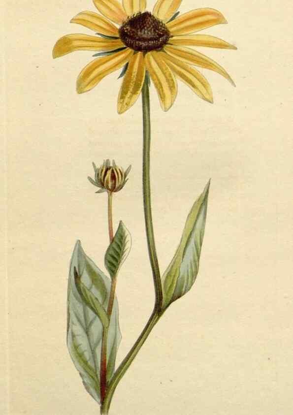 Reproducción/Reproduction 48783264967: The botanical cabinet. London :John & Arthur Arch ...,1817-1833.. 