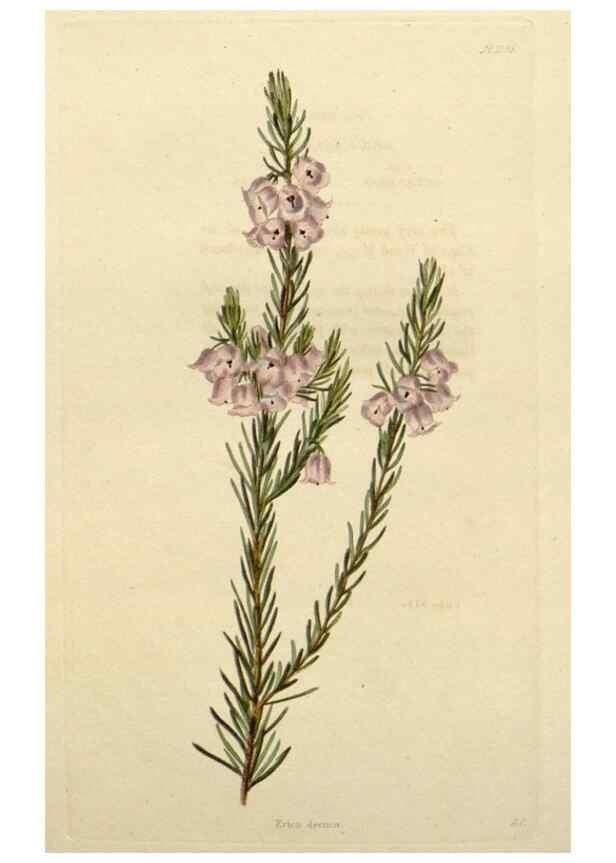 Reproducción/Reproduction 48783264442: The botanical cabinet. London :John & Arthur Arch ...,1817-1833.. 