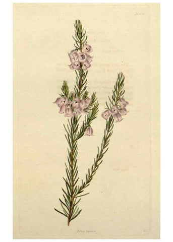 Reproducción/Reproduction 48783264442: The botanical cabinet. London :John & Arthur Arch ...,1817-1833.. 
