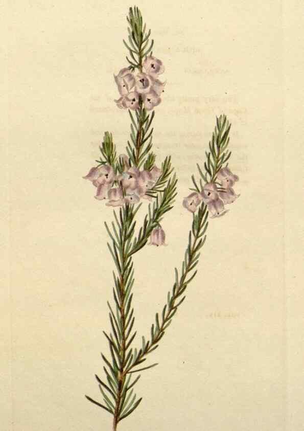 Reproducción/Reproduction 48783264442: The botanical cabinet. London :John & Arthur Arch ...,1817-1833.. 