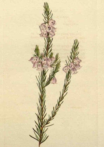 Reproducción/Reproduction 48783264442: The botanical cabinet. London :John & Arthur Arch ...,1817-1833.. 