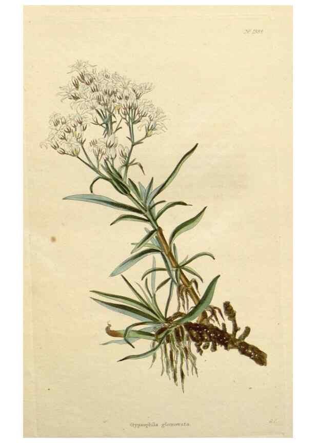 Reproducción/Reproduction 48783096901: The botanical cabinet. London :John & Arthur Arch ...,1817-1833.. 