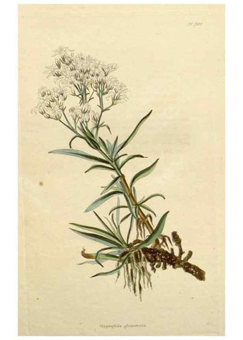 Reproducción/Reproduction 48783096901: The botanical cabinet. London :John & Arthur Arch ...,1817-1833.. 