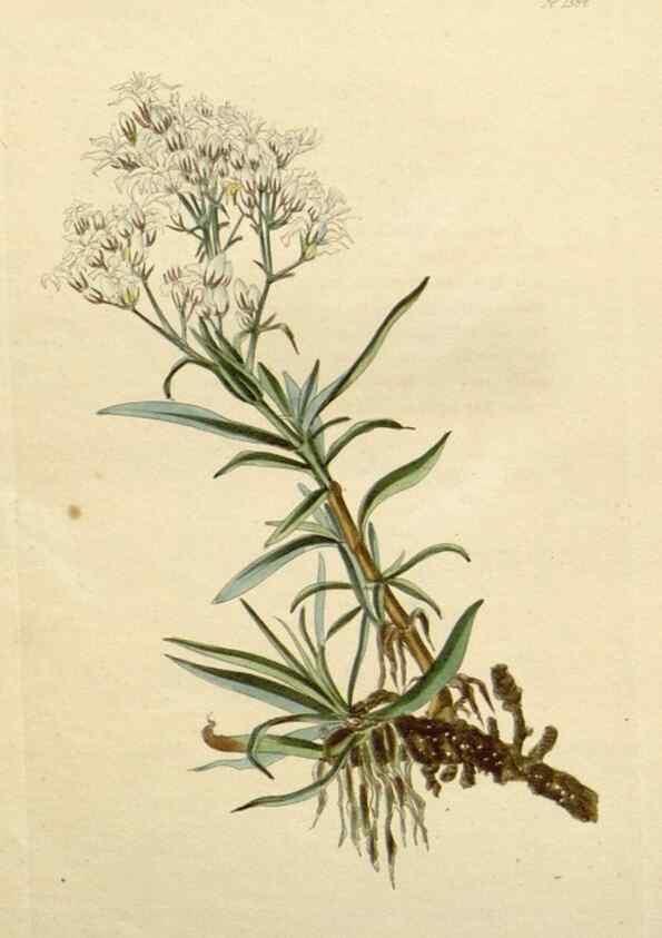 Reproducción/Reproduction 48783096901: The botanical cabinet. London :John & Arthur Arch ...,1817-1833.. 