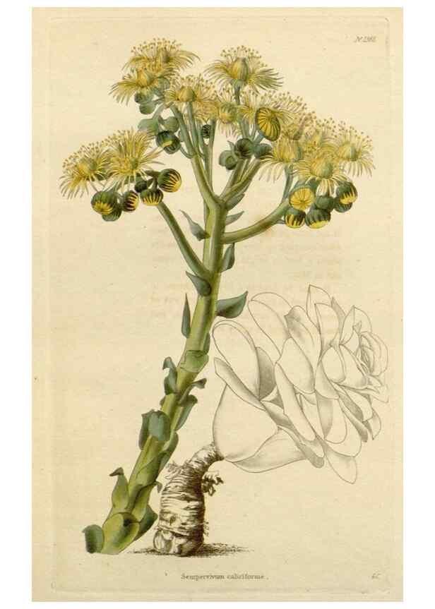 Reproducción/Reproduction 48782720278: The botanical cabinet. London :John & Arthur Arch ...,1817-1833.. 