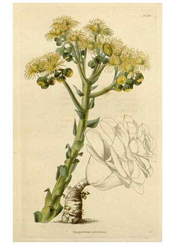 Reproducción/Reproduction 48782720278: The botanical cabinet. London :John & Arthur Arch ...,1817-1833.. 
