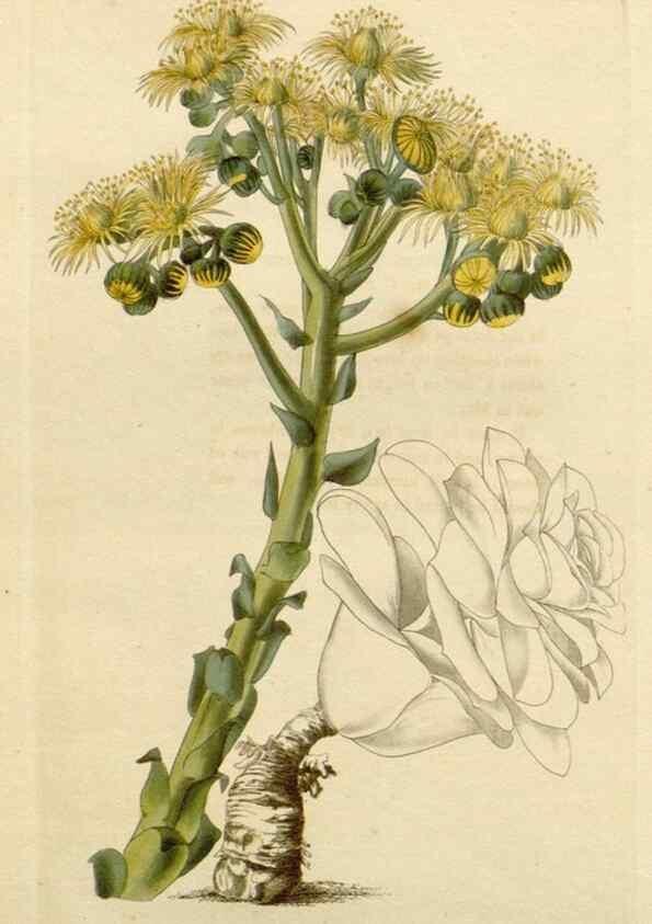 Reproducción/Reproduction 48782720278: The botanical cabinet. London :John & Arthur Arch ...,1817-1833.. 