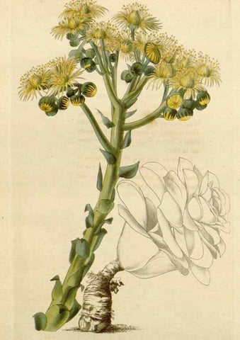 Reproducción/Reproduction 48782720278: The botanical cabinet. London :John & Arthur Arch ...,1817-1833.. 