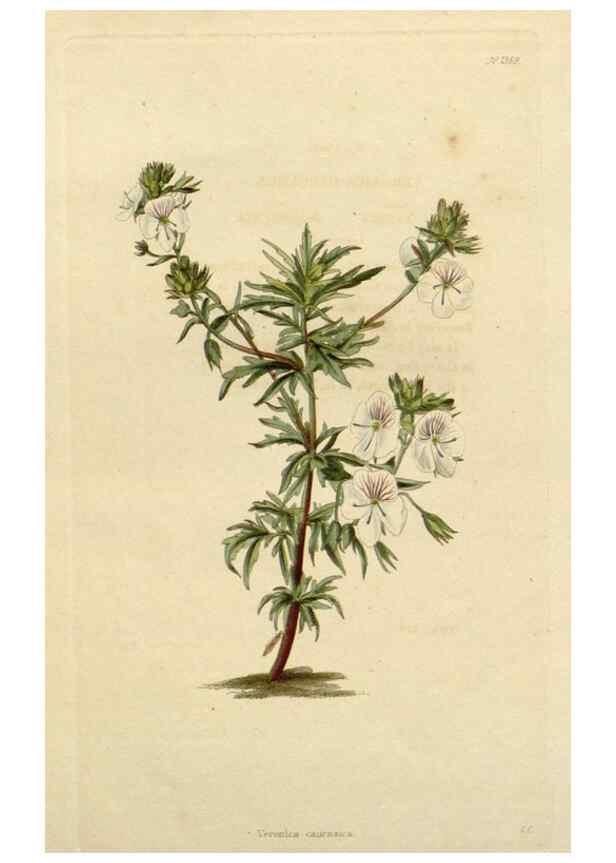 Reproducción/Reproduction 48783084941: The botanical cabinet. London :John & Arthur Arch ...,1817-1833.. 