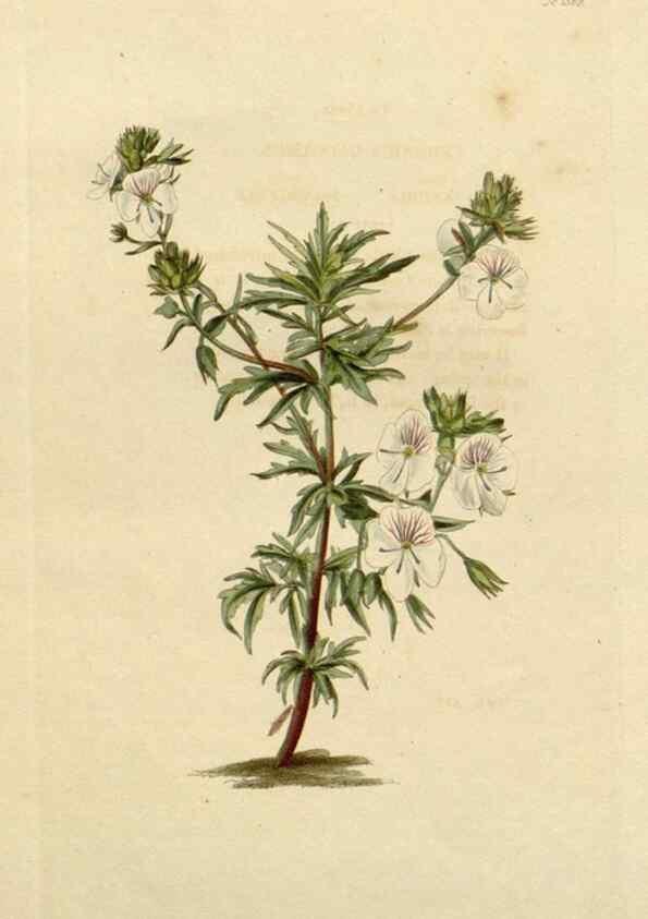 Reproducción/Reproduction 48783084941: The botanical cabinet. London :John & Arthur Arch ...,1817-1833.. 