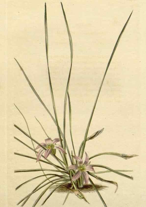 Reproducción/Reproduction 48783085446: The botanical cabinet. London :John & Arthur Arch ...,1817-1833.. 