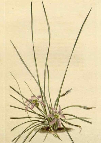 Reproducción/Reproduction 48783085446: The botanical cabinet. London :John & Arthur Arch ...,1817-1833.. 