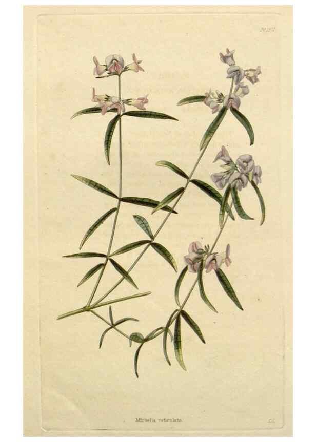 Reproducción/Reproduction 48783253832: The botanical cabinet. London :John & Arthur Arch ...,1817-1833.. 