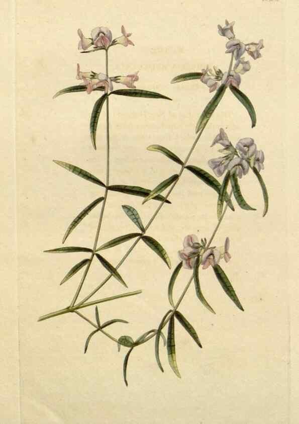 Reproducción/Reproduction 48783253832: The botanical cabinet. London :John & Arthur Arch ...,1817-1833.. 