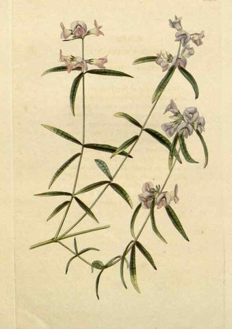 Reproducción/Reproduction 48783253832: The botanical cabinet. London :John & Arthur Arch ...,1817-1833.. 