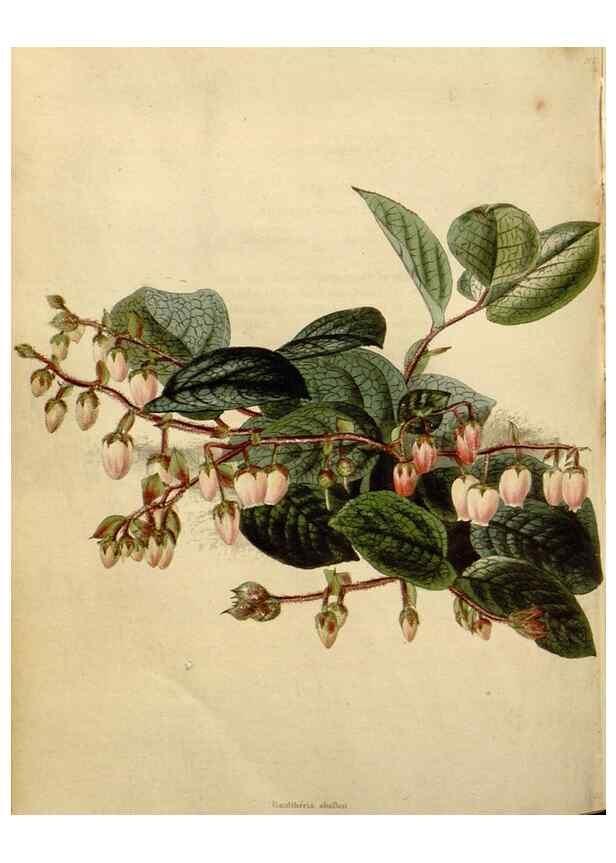 Reproducción/Reproduction 48783087061: The botanical cabinet. London :John & Arthur Arch ...,1817-1833.. 