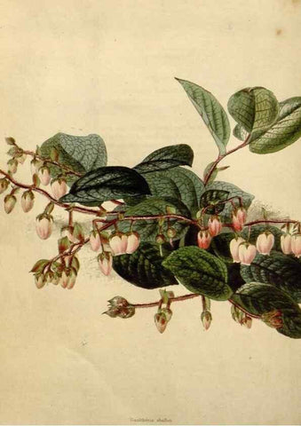 Reproducción/Reproduction 48783087061: The botanical cabinet. London :John & Arthur Arch ...,1817-1833.. 