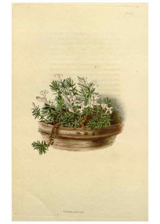Reproducción/Reproduction 48782724003: The botanical cabinet. London :John & Arthur Arch ...,1817-1833.. 
