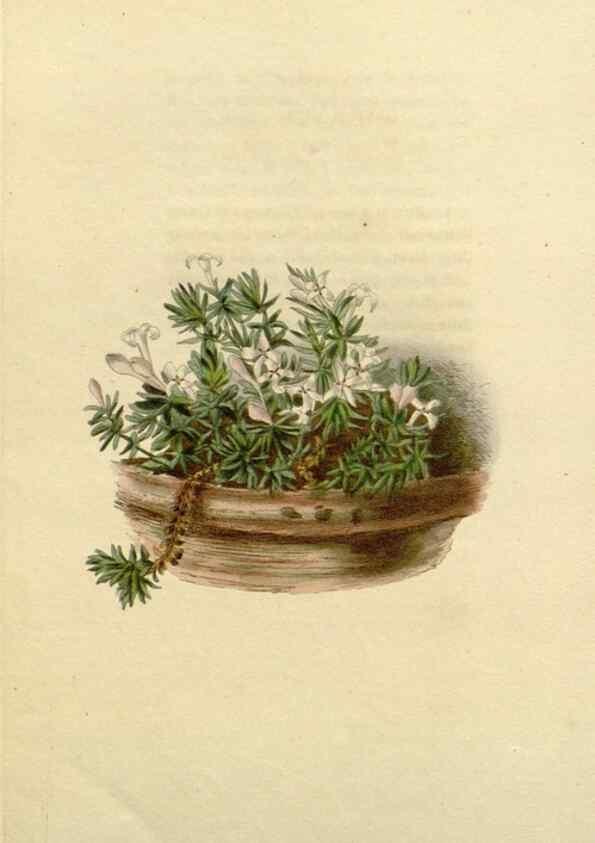 Reproducción/Reproduction 48782724003: The botanical cabinet. London :John & Arthur Arch ...,1817-1833.. 