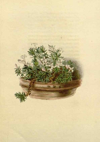 Reproducción/Reproduction 48782724003: The botanical cabinet. London :John & Arthur Arch ...,1817-1833.. 