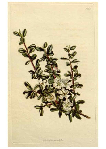 Reproducción/Reproduction 48783257022: The botanical cabinet. London :John & Arthur Arch ...,1817-1833.. 