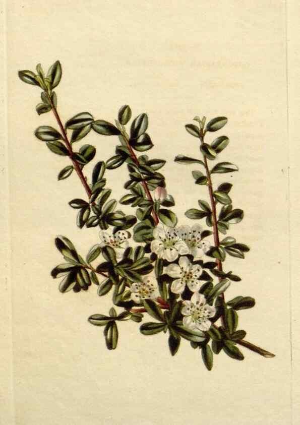 Reproducción/Reproduction 48783257022: The botanical cabinet. London :John & Arthur Arch ...,1817-1833.. 