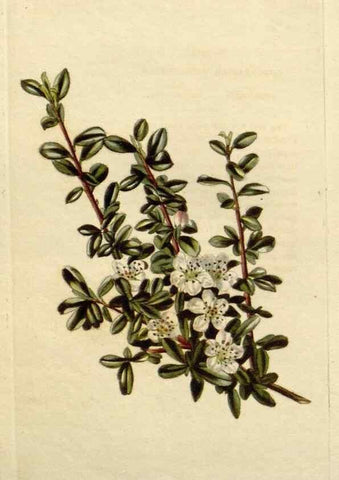 Reproducción/Reproduction 48783257022: The botanical cabinet. London :John & Arthur Arch ...,1817-1833.. 