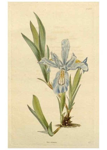 Reproducción/Reproduction 48783083481: The botanical cabinet. London :John & Arthur Arch ...,1817-1833.. 