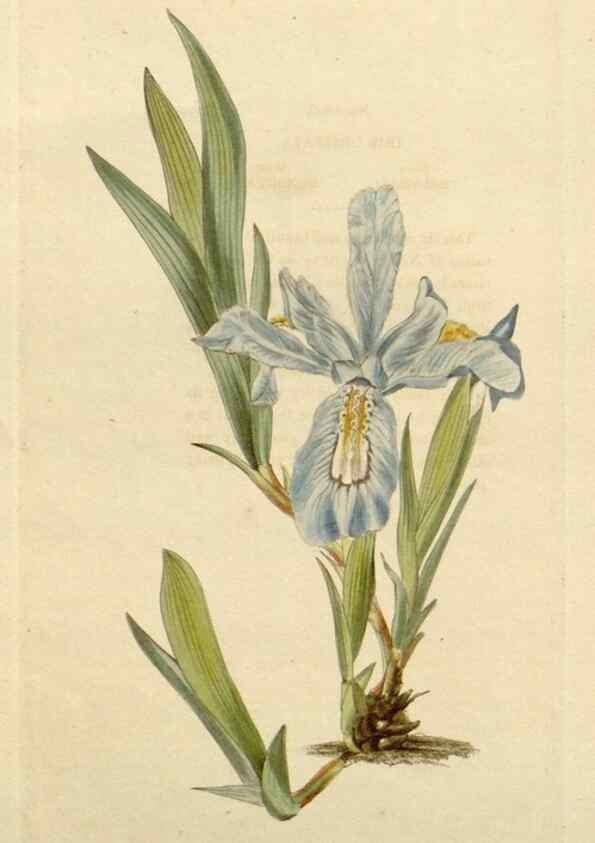 Reproducción/Reproduction 48783083481: The botanical cabinet. London :John & Arthur Arch ...,1817-1833.. 