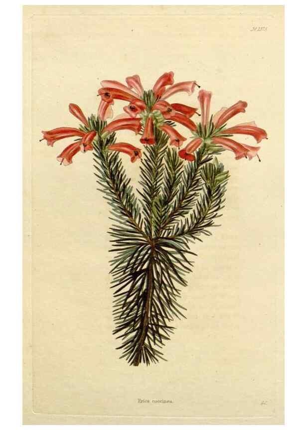 Reproducción/Reproduction 48782725958: The botanical cabinet. London :John & Arthur Arch ...,1817-1833.. 