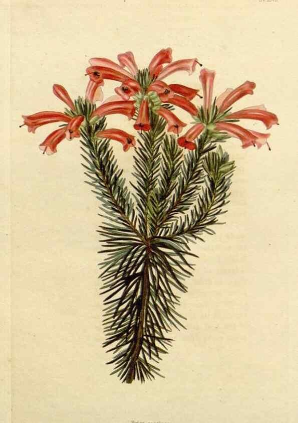 Reproducción/Reproduction 48782725958: The botanical cabinet. London :John & Arthur Arch ...,1817-1833.. 