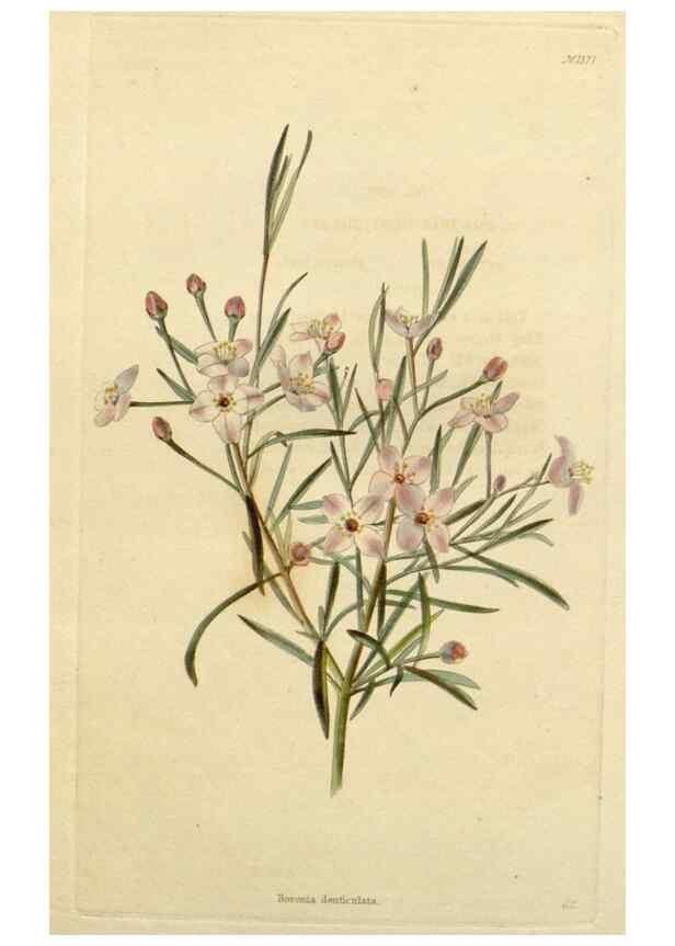 Reproducción/Reproduction 48782727718: The botanical cabinet. London :John & Arthur Arch ...,1817-1833.. 