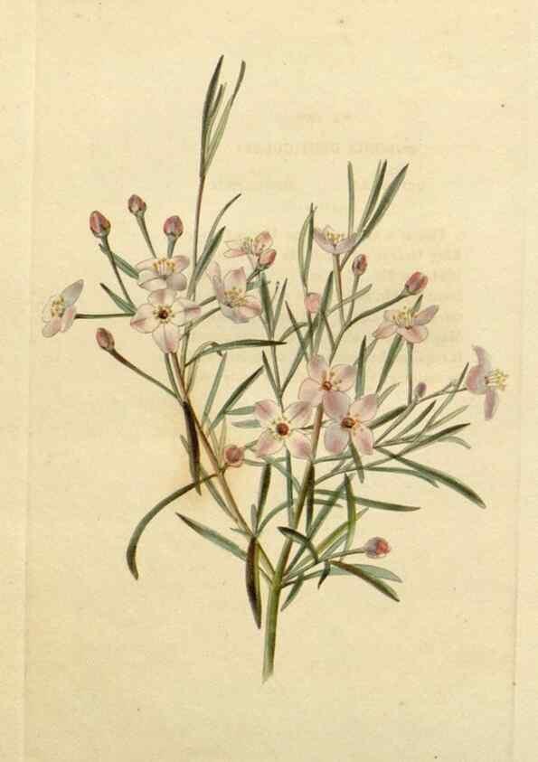 Reproducción/Reproduction 48782727718: The botanical cabinet. London :John & Arthur Arch ...,1817-1833.. 