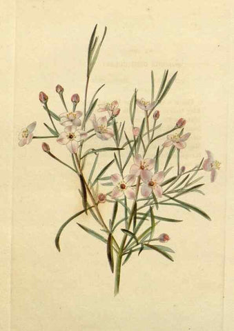 Reproducción/Reproduction 48782727718: The botanical cabinet. London :John & Arthur Arch ...,1817-1833.. 