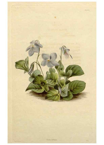 Reproducción/Reproduction 48783260052: The botanical cabinet. London :John & Arthur Arch ...,1817-1833.. 