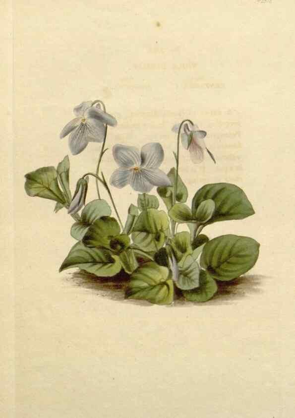 Reproducción/Reproduction 48783260052: The botanical cabinet. London :John & Arthur Arch ...,1817-1833.. 