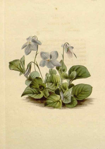 Reproducción/Reproduction 48783260052: The botanical cabinet. London :John & Arthur Arch ...,1817-1833.. 