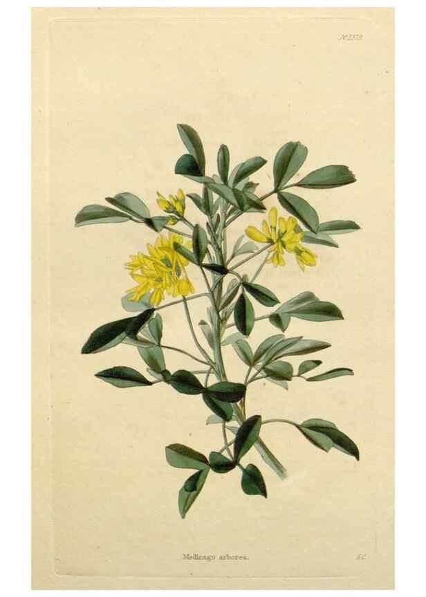 Reproducción/Reproduction 48782728988: The botanical cabinet. London :John & Arthur Arch ...,1817-1833.. 