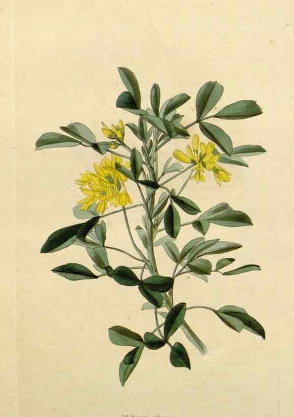 Reproducción/Reproduction 48782728988: The botanical cabinet. London :John & Arthur Arch ...,1817-1833.. 