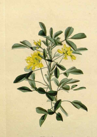 Reproducción/Reproduction 48782728988: The botanical cabinet. London :John & Arthur Arch ...,1817-1833.. 