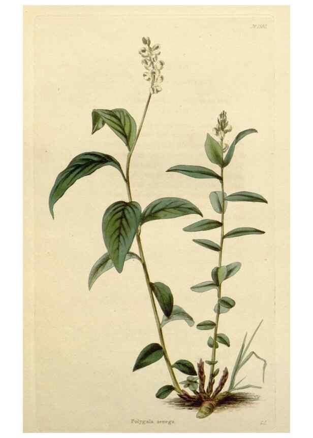 Reproducción/Reproduction 48782729623: The botanical cabinet. London :John & Arthur Arch ...,1817-1833.. 