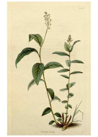 Reproducción/Reproduction 48782729623: The botanical cabinet. London :John & Arthur Arch ...,1817-1833.. 