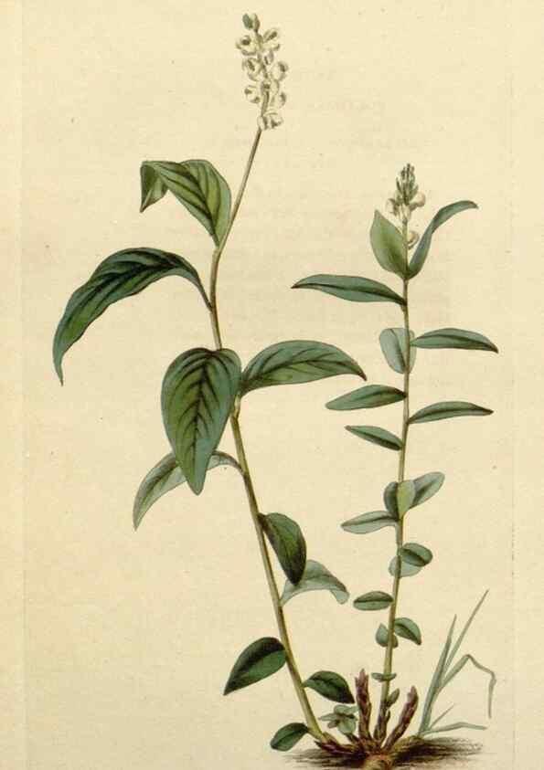 Reproducción/Reproduction 48782729623: The botanical cabinet. London :John & Arthur Arch ...,1817-1833.. 